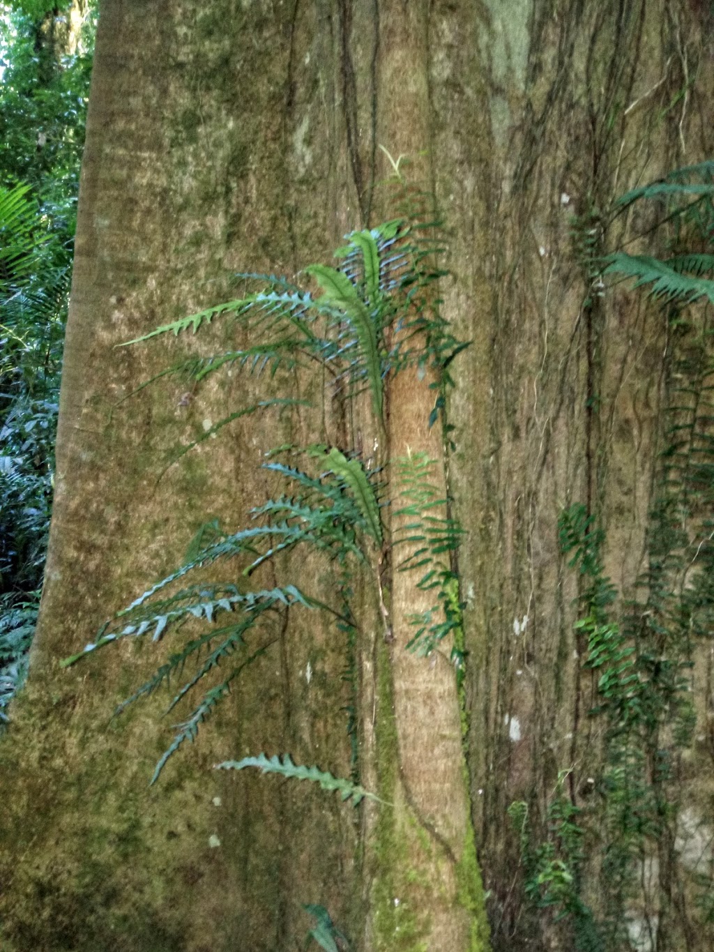 Mount Boss | New South Wales, Australia