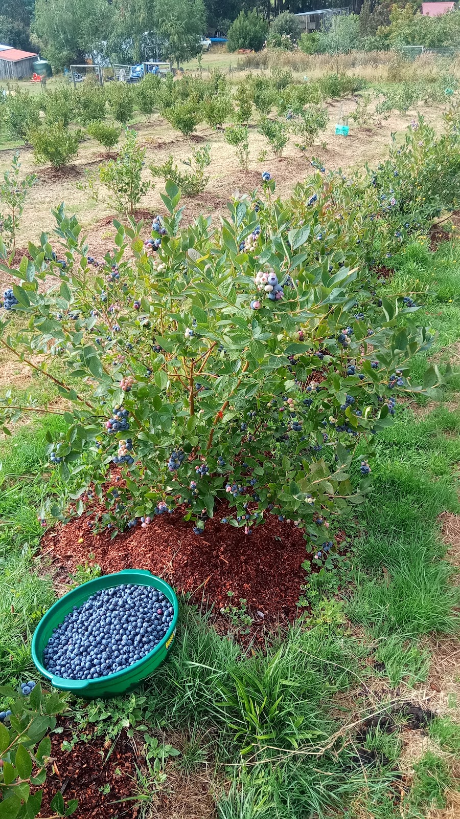 Perrins Ridge Blueberries | 48 Tabors Rd, Margate TAS 7054, Australia | Phone: 0407 599 423
