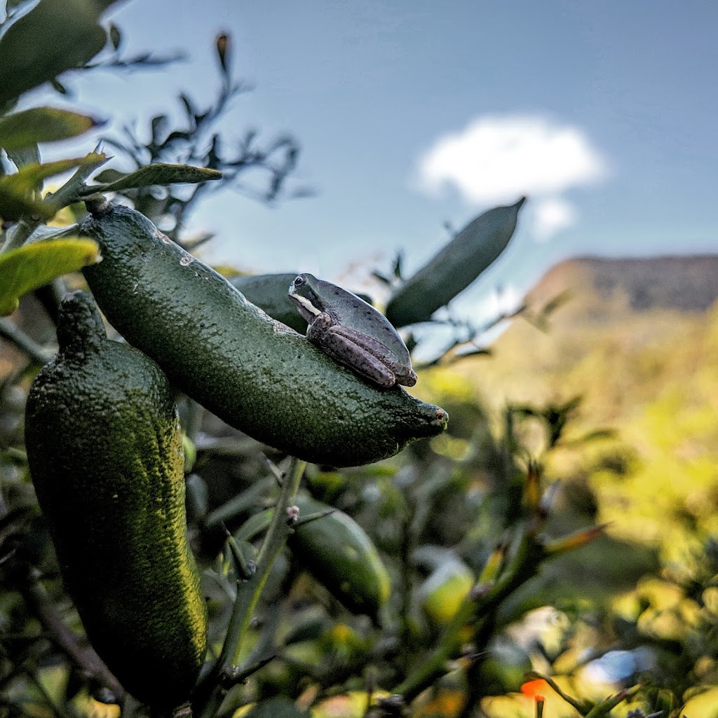Hinterland Harvest | 9B Noble Rd, Blue Knob NSW 2480, Australia | Phone: 0450 604 357