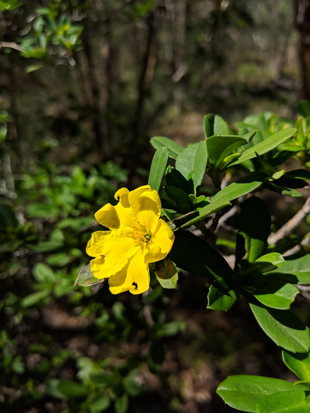 Murdoch University Banksia Woodland Reserve | Campus Dr, Murdoch WA 6150, Australia