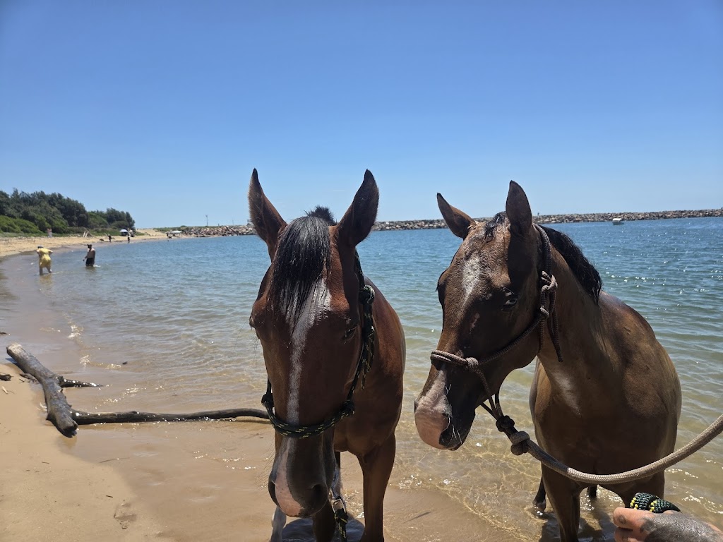 Equine Partnered Academy | 432 Fullerton Cove Rd, Fullerton Cove NSW 2318, Australia | Phone: 0409 849 436