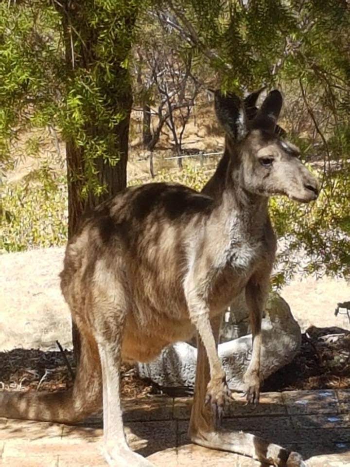 Avonbrook Wines | tourist attraction | 245 Benrua Rd, Clackline WA 6564, Australia | 0895741276 OR +61 8 9574 1276