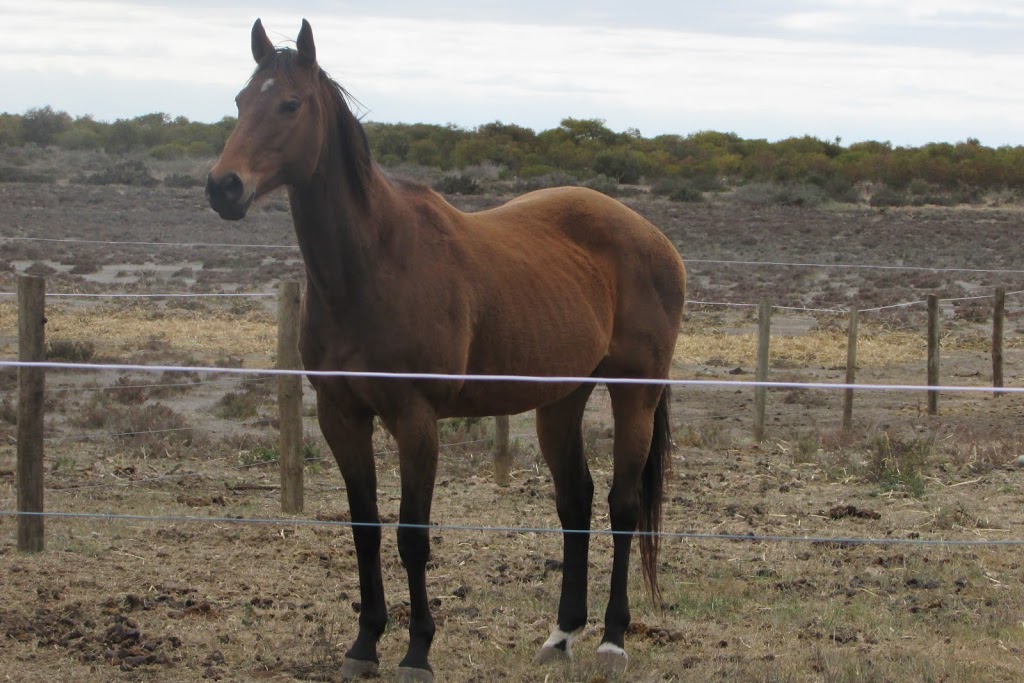 Windamere Horse Haven Associated Incorporated | 589 Burfords Hill Rd, Mount Torrens SA 5244, Australia | Phone: 0434 944 194