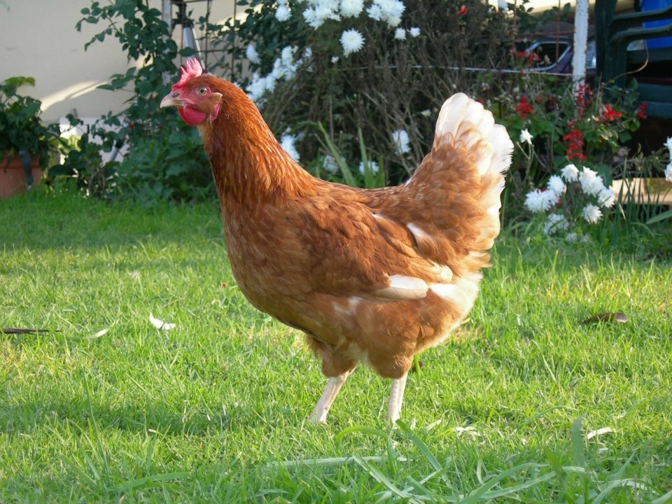 Berry Rural Store | Unit 4 Old Creamery Ln, Berry NSW 2535, Australia | Phone: (02) 4464 1006