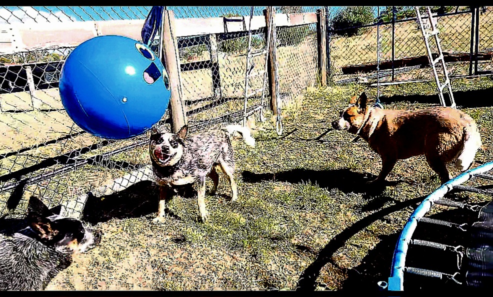 Castlemaine Doggy Daycare | 53 Faradale Dr, Faraday VIC 3451, Australia | Phone: 0436 326 274