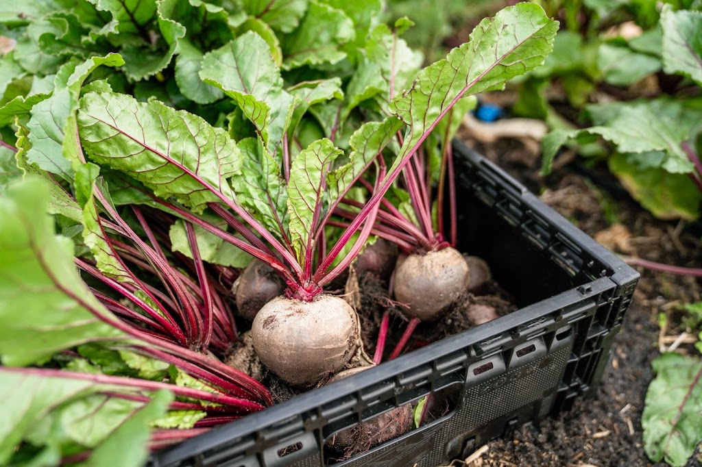 Bellagreen Organic Farm | 15 Basin Rd, Drysdale VIC 3222, Australia | Phone: 0409 352 223