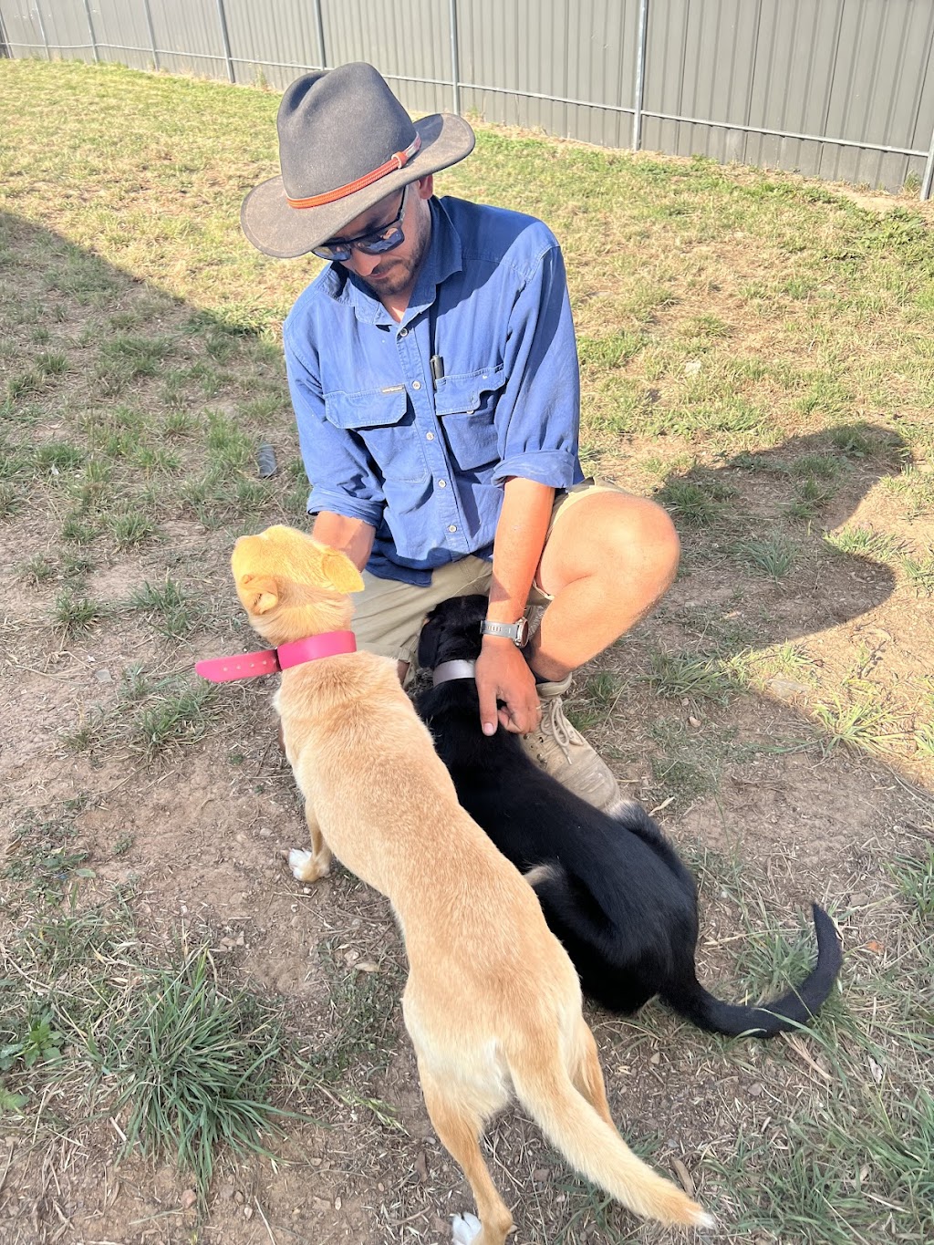 Hilltop Pups Dog Boarding | 2483 Freemantle Rd, Killongbutta NSW 2795, Australia | Phone: 0438 274 491