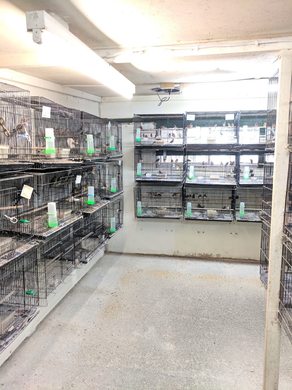 Ace Colony Birds | pet store | 258 Great Western Hwy, Wentworthville NSW 2145, Australia | 0296350598 OR +61 2 9635 0598