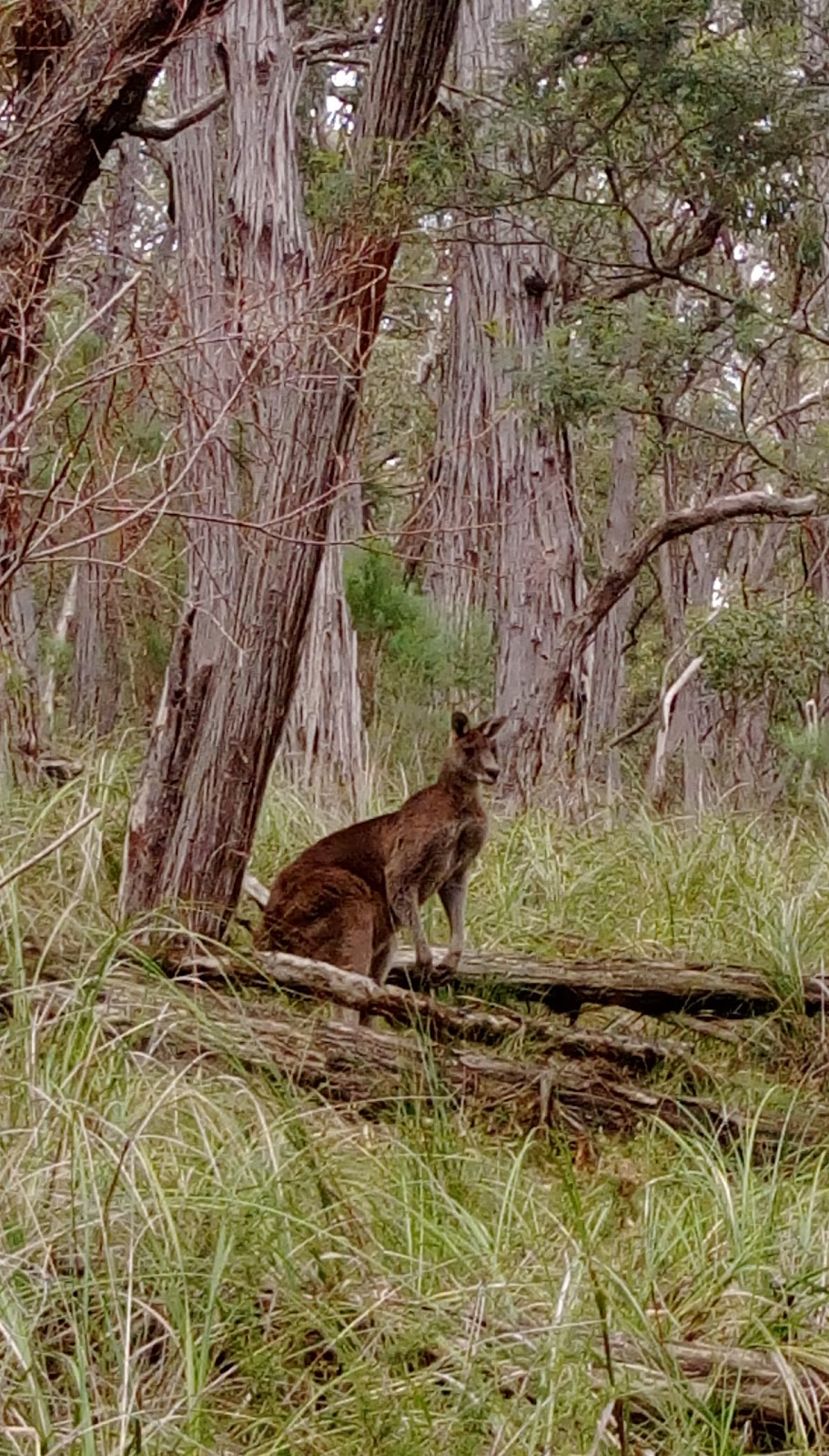 Mt Cannibal Flora and Fauna Reserve | Garfield North VIC 3814, Australia | Phone: 1300 787 624