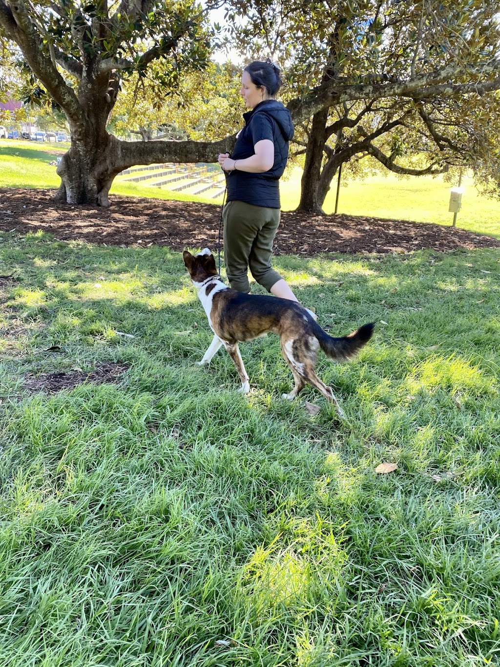 Bayside K9 Training | 36 Solway Cres, Carbrook QLD 4130, Australia | Phone: 0411 668 696