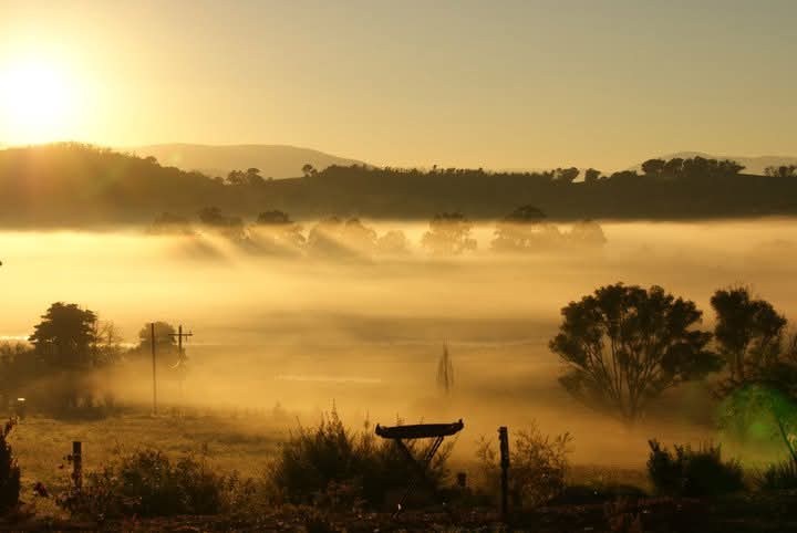 Above the Mist Dexters | 491 Steels Creek Rd, Steels Creek VIC 3775, Australia | Phone: 0412 343 242
