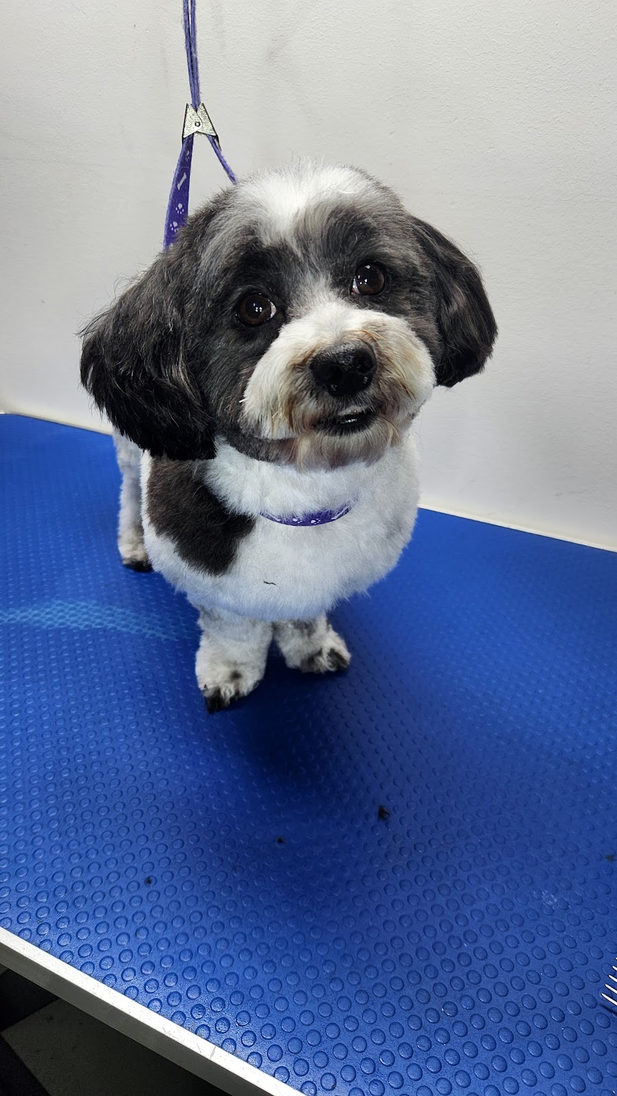 Gippy Dog Grooming | Brittlewood Ln, Longwarry VIC 3816, Australia | Phone: 0461 453 341