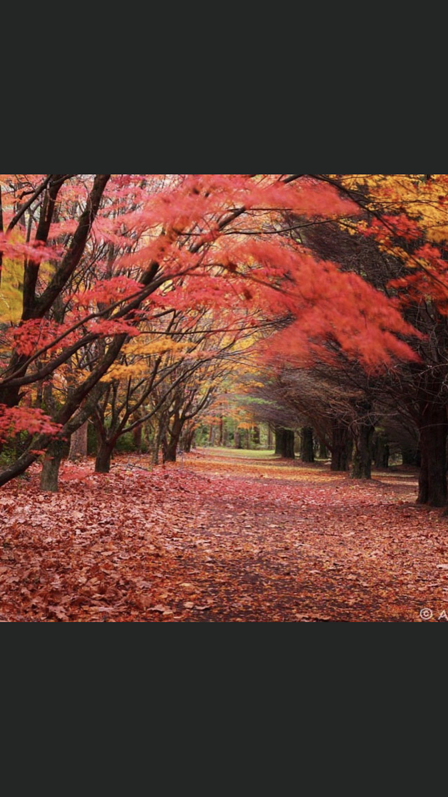 Karuna Counselling | 30 Leumeah Rd, Woodford NSW 2778, Australia | Phone: 0425 362 384