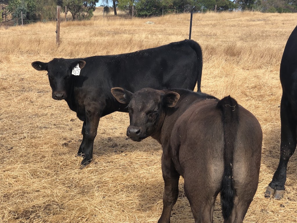 Tooloomba Angus | 72 Laubes Rd, Springton SA 5235, Australia | Phone: 0467 581 063