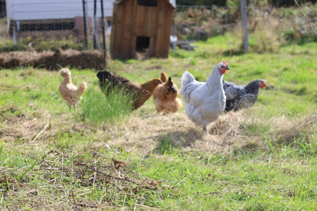 Kermandie Ridge Farm Sanctuary Inc. | 23 Knights Rd, Geeveston TAS 7116, Australia | Phone: 0429 029 012