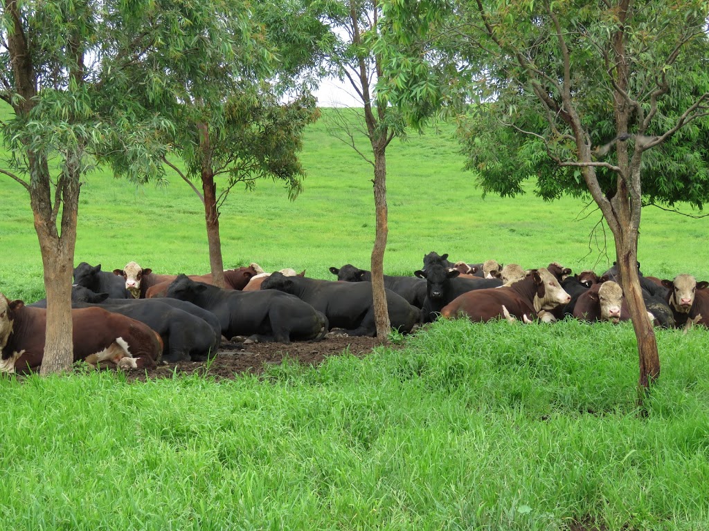 Curracabark Angus and Hereford Stud | 2796 Curricabark Rd, Curricabark NSW 2422, Australia | Phone: (02) 6558 7515