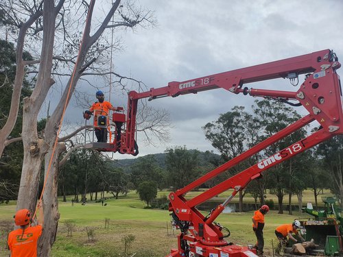 Proactive Arbor | 16 Mimosa Rd, Budgewoi NSW 2262, Australia | Phone: 0400 736 614