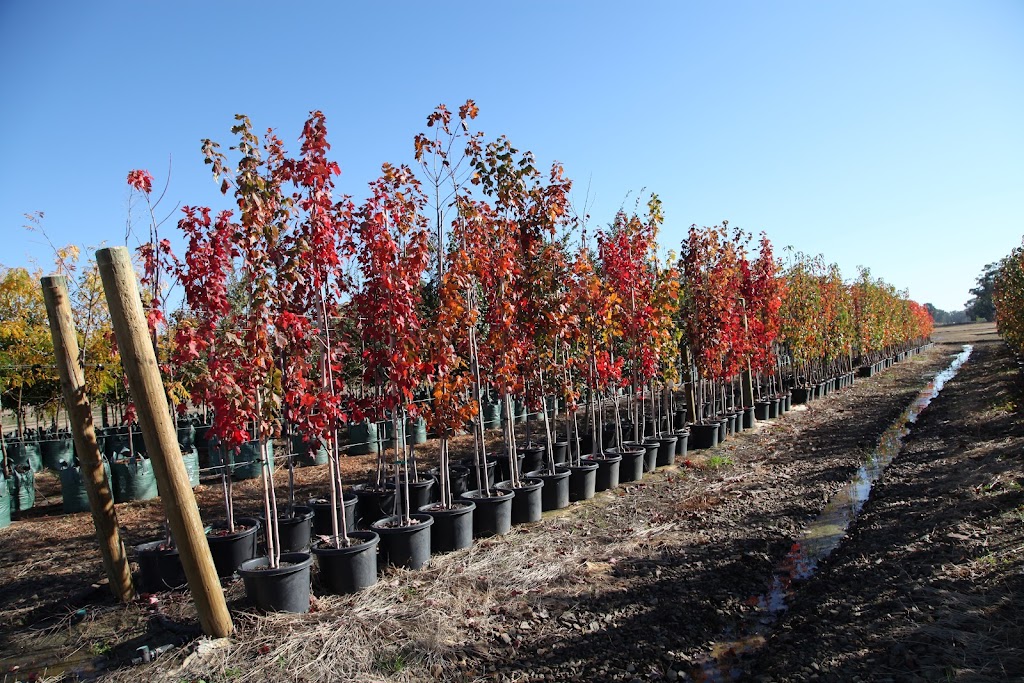 Arboretum Farm | 136 Evans Rd, Nathalia VIC 3638, Australia | Phone: 0428 741 634