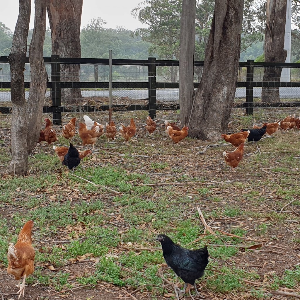 Evans Chickens | food | 173 Whitmore Rd, Maraylya NSW 2765, Australia | 0407659927 OR +61 407 659 927