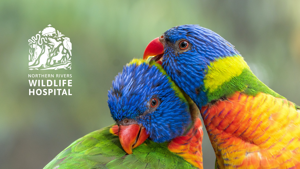 Northern Rivers Wildlife Hospital | 50 Lindendale Rd, Wollongbar NSW 2477, Australia | Phone: (02) 5657 9447