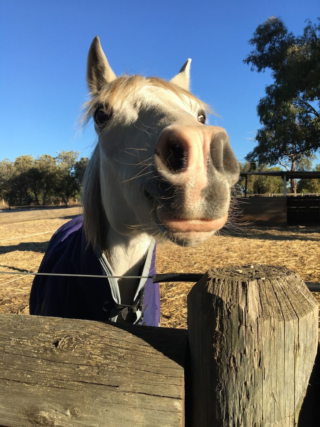 Centura Riding School |  | 48 Franklin Rd, Jandabup WA 6077, Australia | 0400233621 OR +61 400 233 621