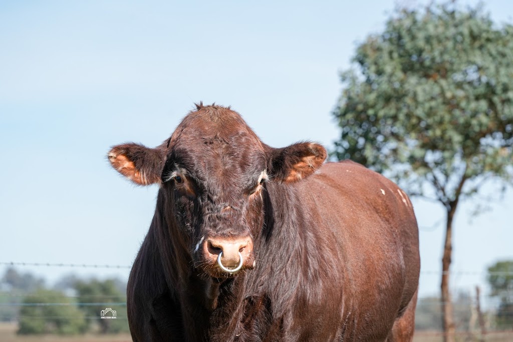 Oakton Shorthorns | 102 Sutherland Rd, Burrumbuttock NSW 2642, Australia | Phone: 0427 401 332