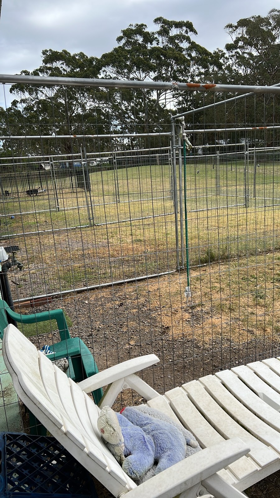 Cejs boarding kennels and cattery | 3409 Nelson Bay Rd, Bobs Farm NSW 2316, Australia | Phone: 0434 230 292