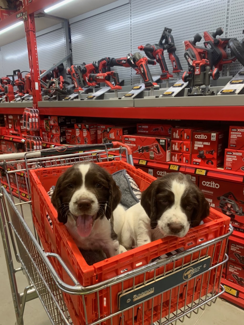 Cutting Edge Canine | 102 Talbot Rd, Hazelbrook NSW 2779, Australia | Phone: 0410 672 228