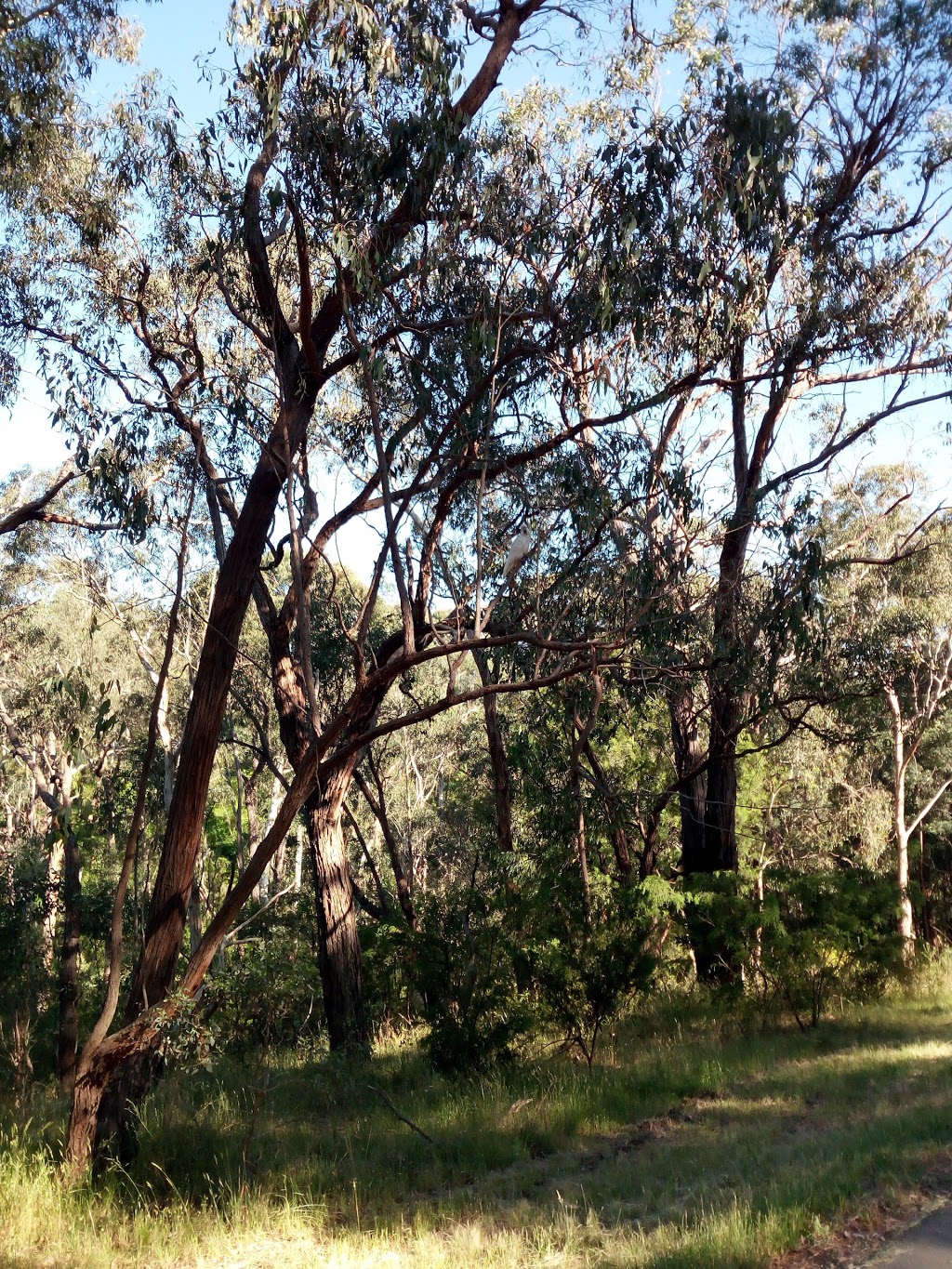 Mullum Mullum Park | Donvale VIC 3111, Australia