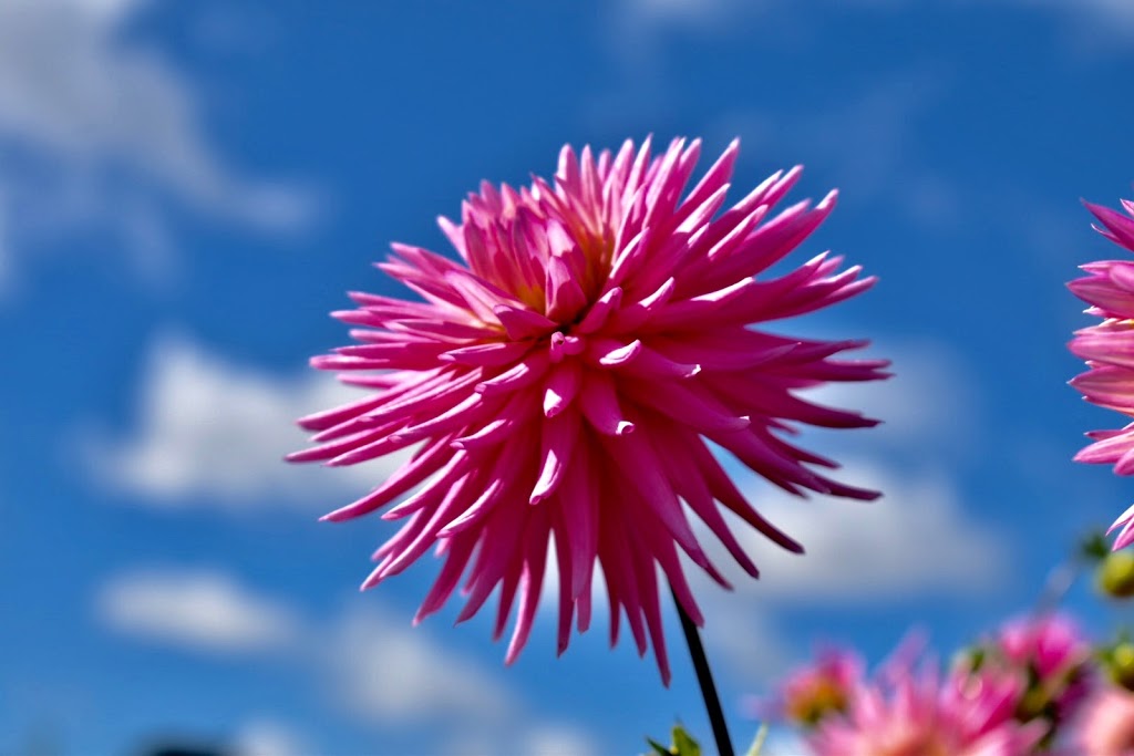 Country Dahlias | 195 Mathisons Rd, Winchelsea VIC 3241, Australia | Phone: (03) 5267 2389