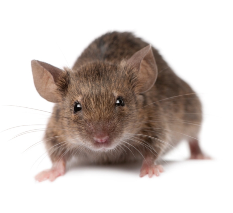 Border Regions Pest Control & Border Grain Fumigation | 3 Phipps St, Goondiwindi QLD 4390, Australia | Phone: 0498 769 639