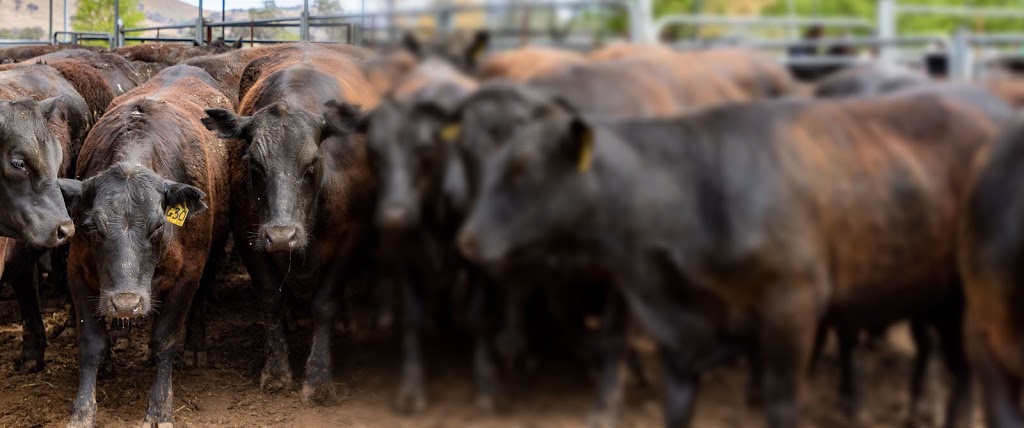 Makeham Livestock Marketing | food | 42 Kinvara Rd, Junee NSW 2663, Australia | 0456993609 OR +61 456 993 609