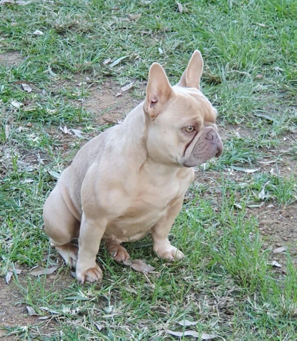 BIBBYBOO FRENCH BULLDOGS | Gatton Esk Rd, Mount Hallen QLD 4312, Australia | Phone: 0411 823 322