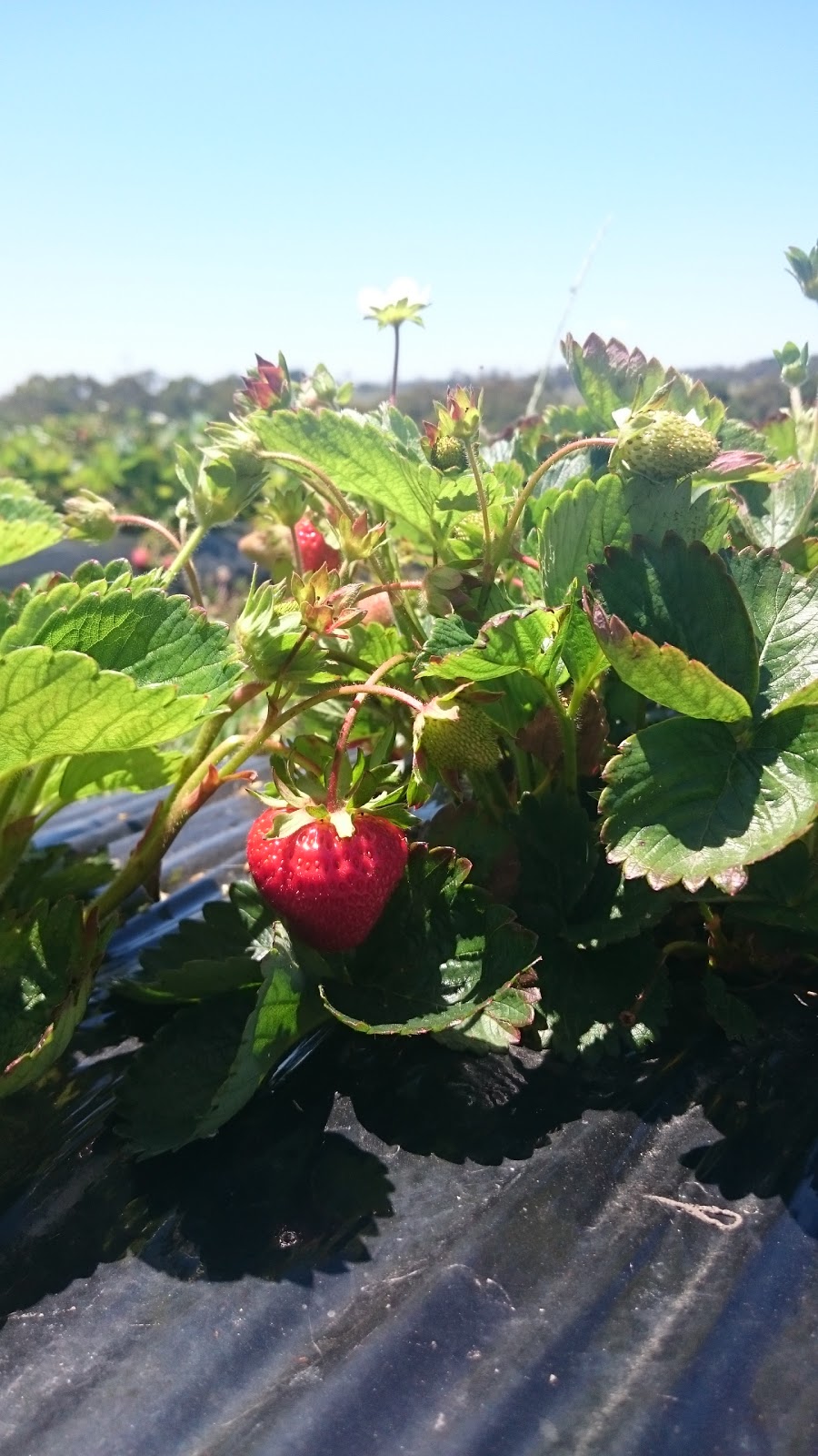 Berry World PYO Strawberries | cafe | 26 Egan St, Timboon VIC 3268, Australia | 0355983240 OR +61 3 5598 3240