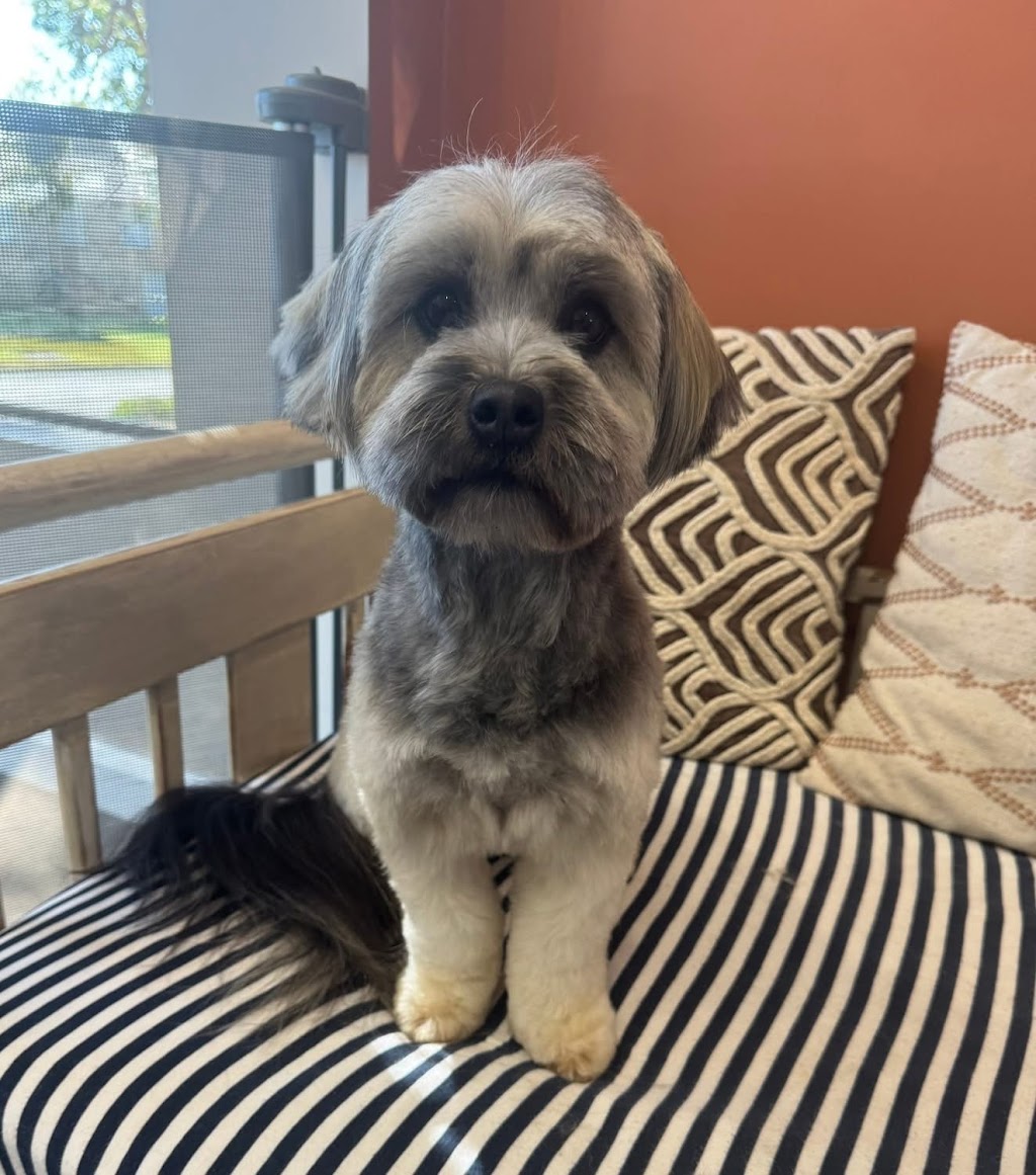 Guapo Puppo Dog Grooming | 58 Willcox Ave, Singleton Heights NSW 2330, Australia | Phone: 0434 632 455