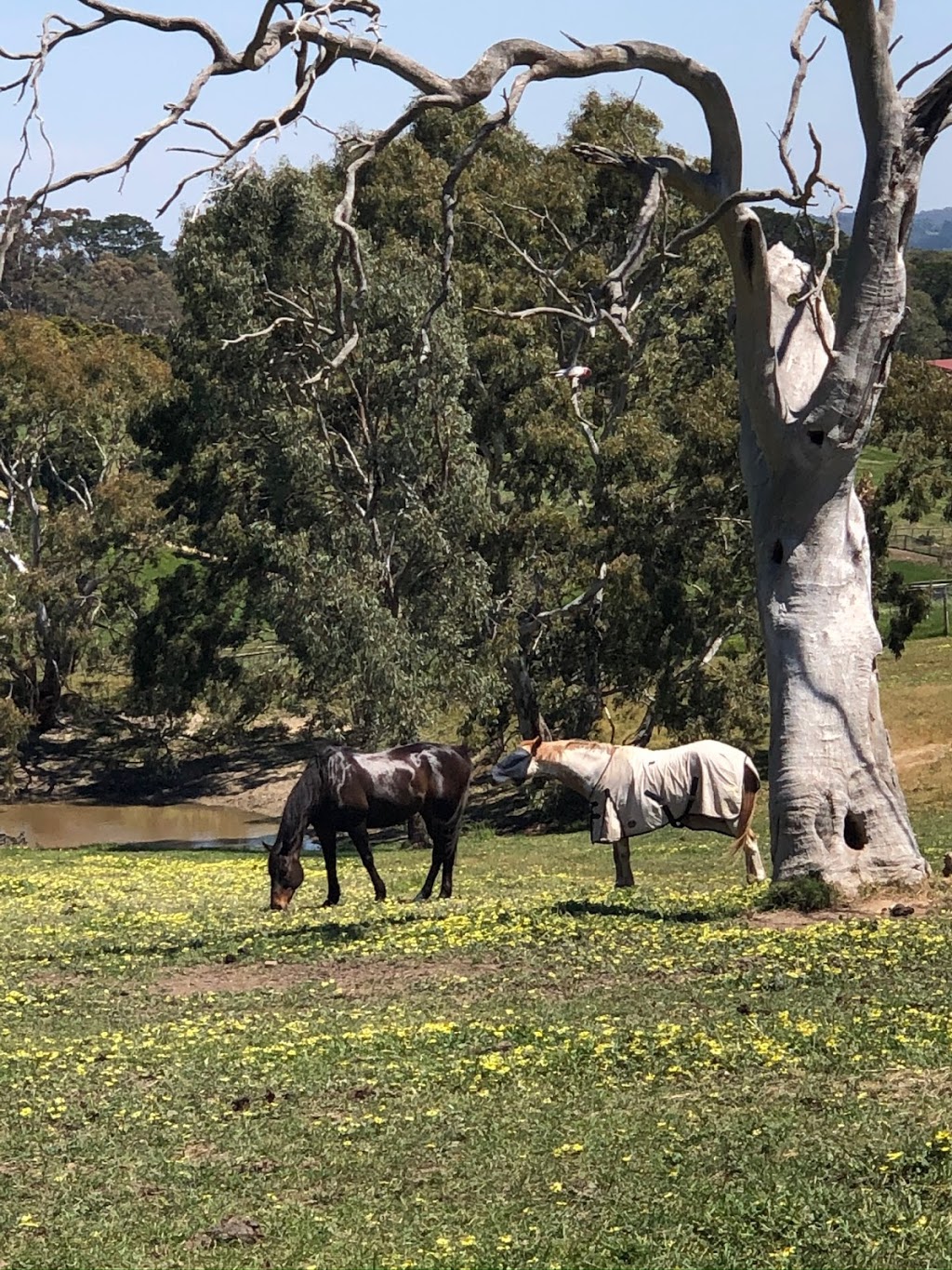 Darby Lodge | Mount Barker SA 5251, Australia | Phone: 0417 812 944