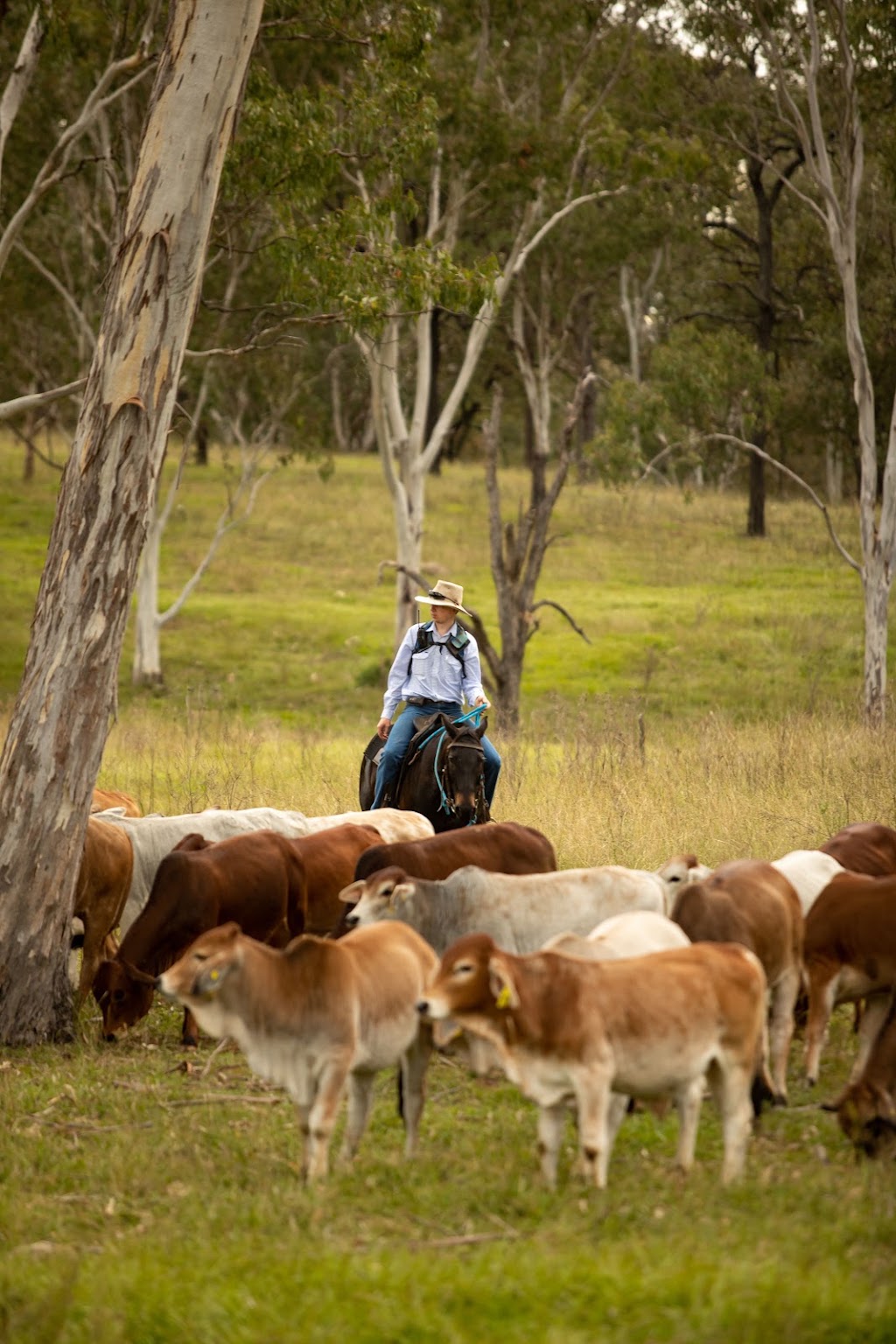 Copley Pastoral | Salty/210 Hawkins Rd, Anduramba QLD 4355, Australia | Phone: 0427 984 926
