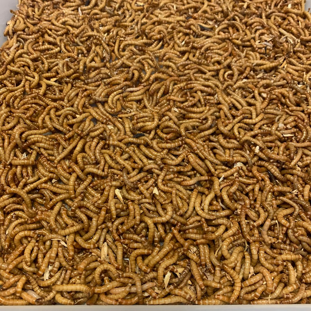 West Coast Mealworms | store | 4 Cockatiel Way, Beeliar WA 6164, Australia | 0407422420 OR +61 407 422 420