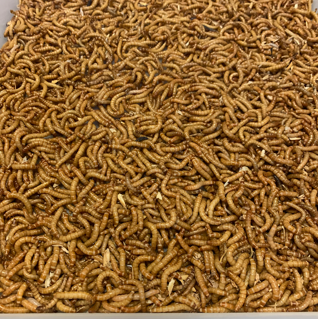 West Coast Mealworms | 4 Cockatiel Way, Beeliar WA 6164, Australia | Phone: 0407 422 420