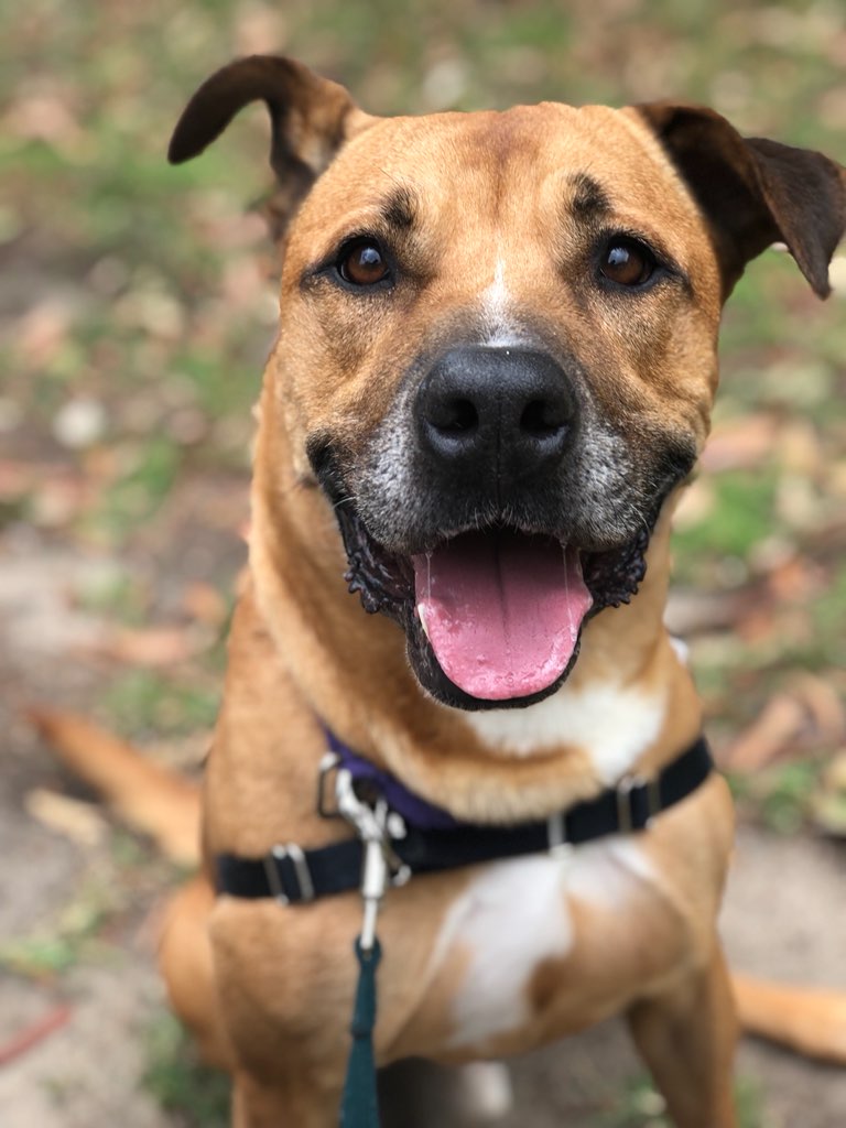 Sydney Dogs & Cats Home | 69-83 Sir Joseph Banks Dr, Kurnell NSW 2231, Australia | Phone: (02) 9587 9611