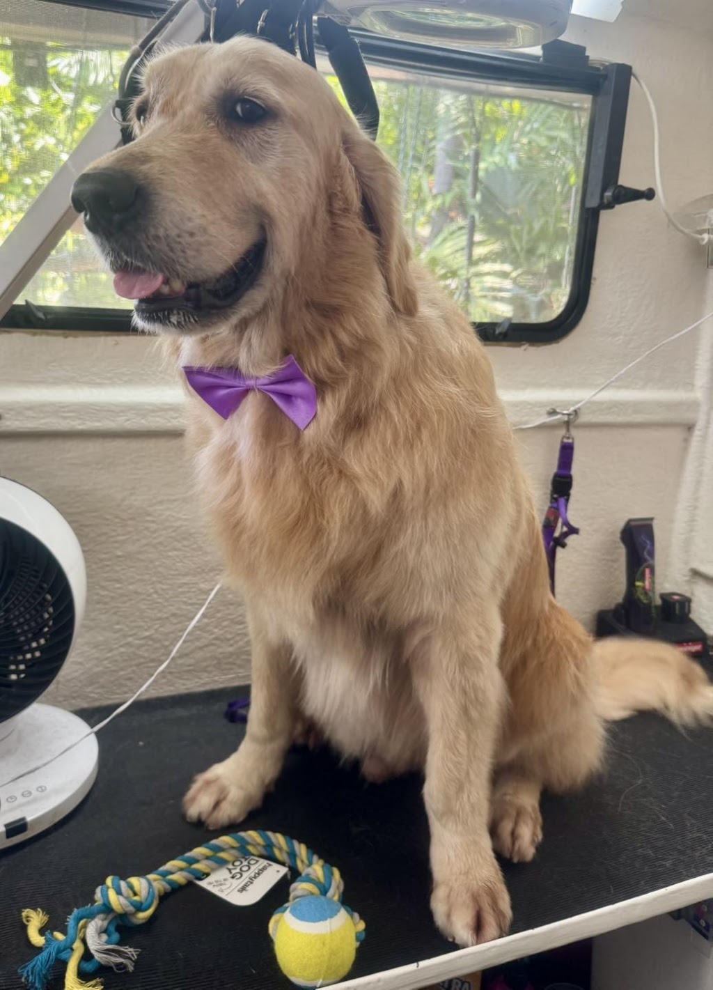 Perfect Paws Dog Spa - GV | 16 McFarlane Rd, Mooroopna VIC 3629, Australia | Phone: 0407 871 900