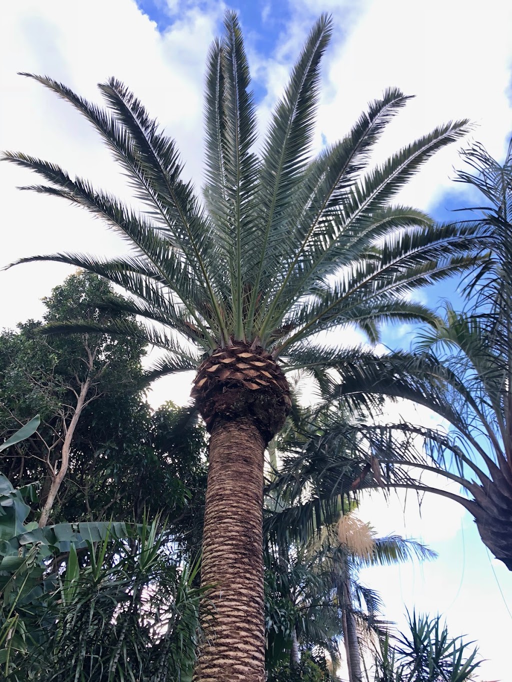 James Godfrey Arborist Far South Coast | 65 Jellat Way, Kalaru NSW 2550, Australia | Phone: 0490 874 272