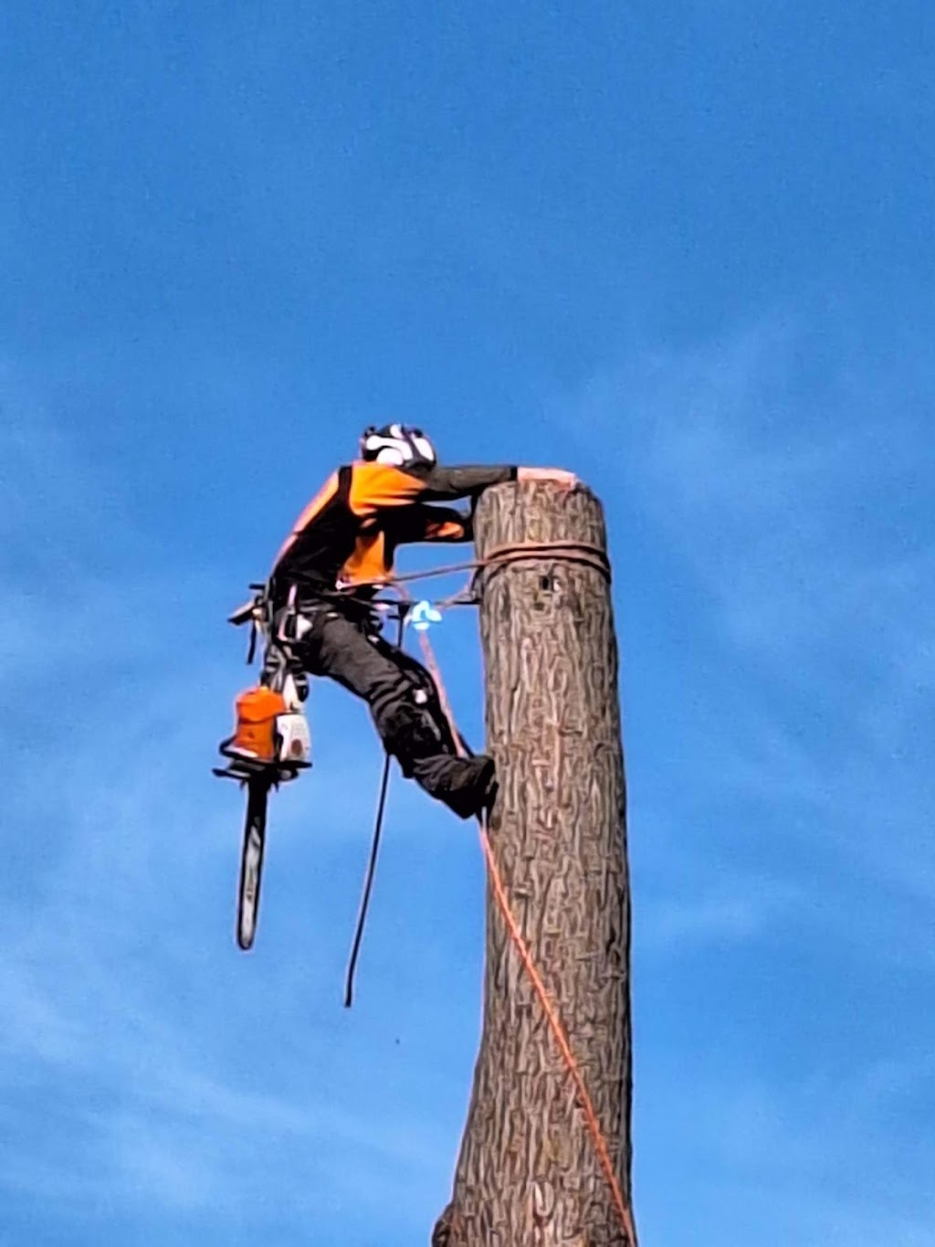 Victorian Tree Specialists | 281 Blackburn Rd, Blackburn South VIC 3130, Australia | Phone: 1300 604 510