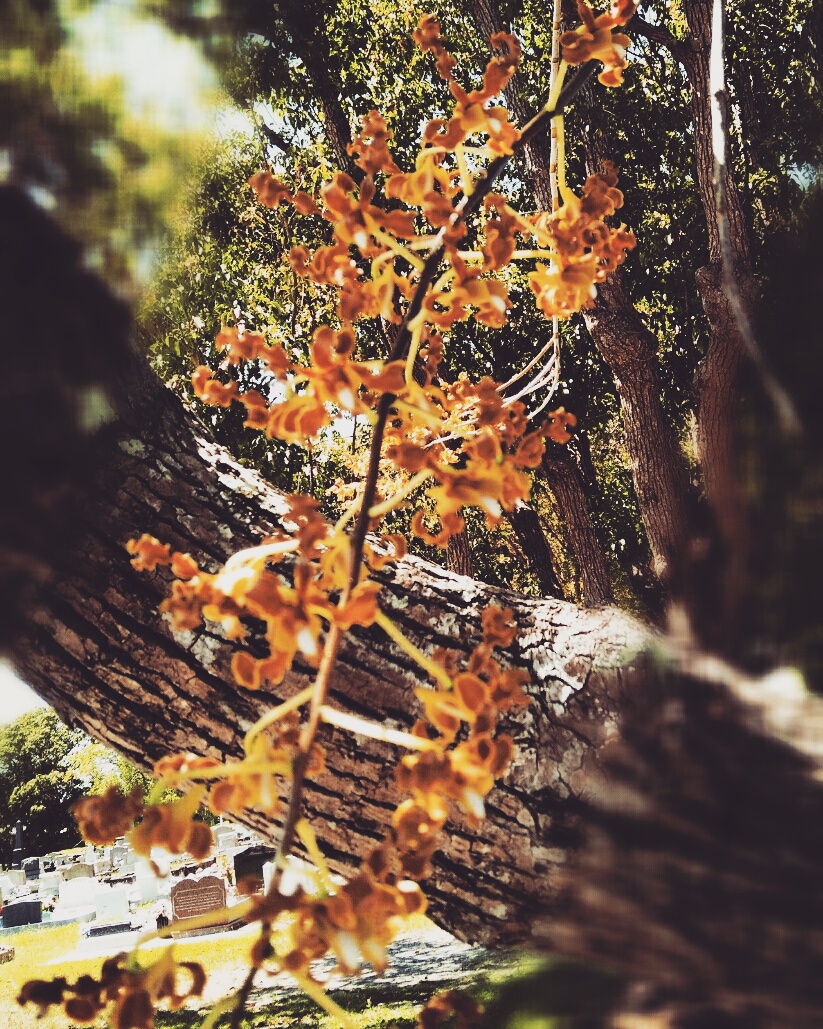 Mackay Cemetery | West Mackay QLD 4740, Australia