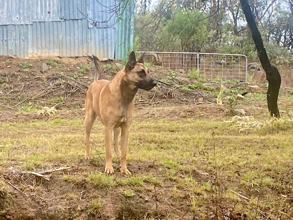 Malinois Ridge | 63 Anderson Rd, Grattai NSW 2850, Australia | Phone: 0466 601 555