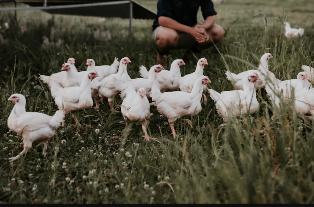 The Food Farm | 216 Yarramalong Rd, Wyong Creek NSW 2259, Australia | Phone: 0406 360 588
