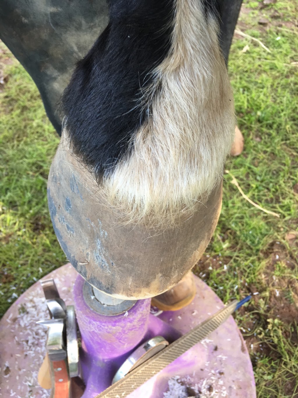 Macedon Ranges Barefoot Horse |  | Ashbourne Rd, Ashbourne VIC 3442, Australia | 0428569388 OR +61 428 569 388