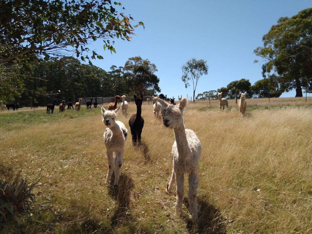 Pitchingga Ridge Alpacas |  | 109 Stony Creek Rd, Red Hill VIC 3937, Australia | 0359892866 OR +61 3 5989 2866