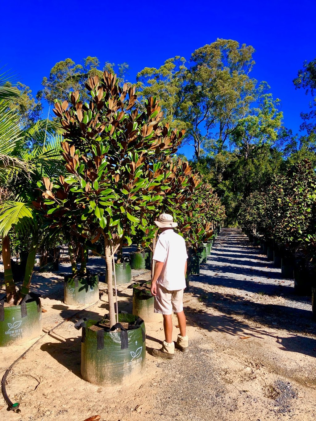 Morland Nursery | 761 Tamborine Oxenford Rd, Upper Coomera QLD 4209, Australia | Phone: 0420 307 607