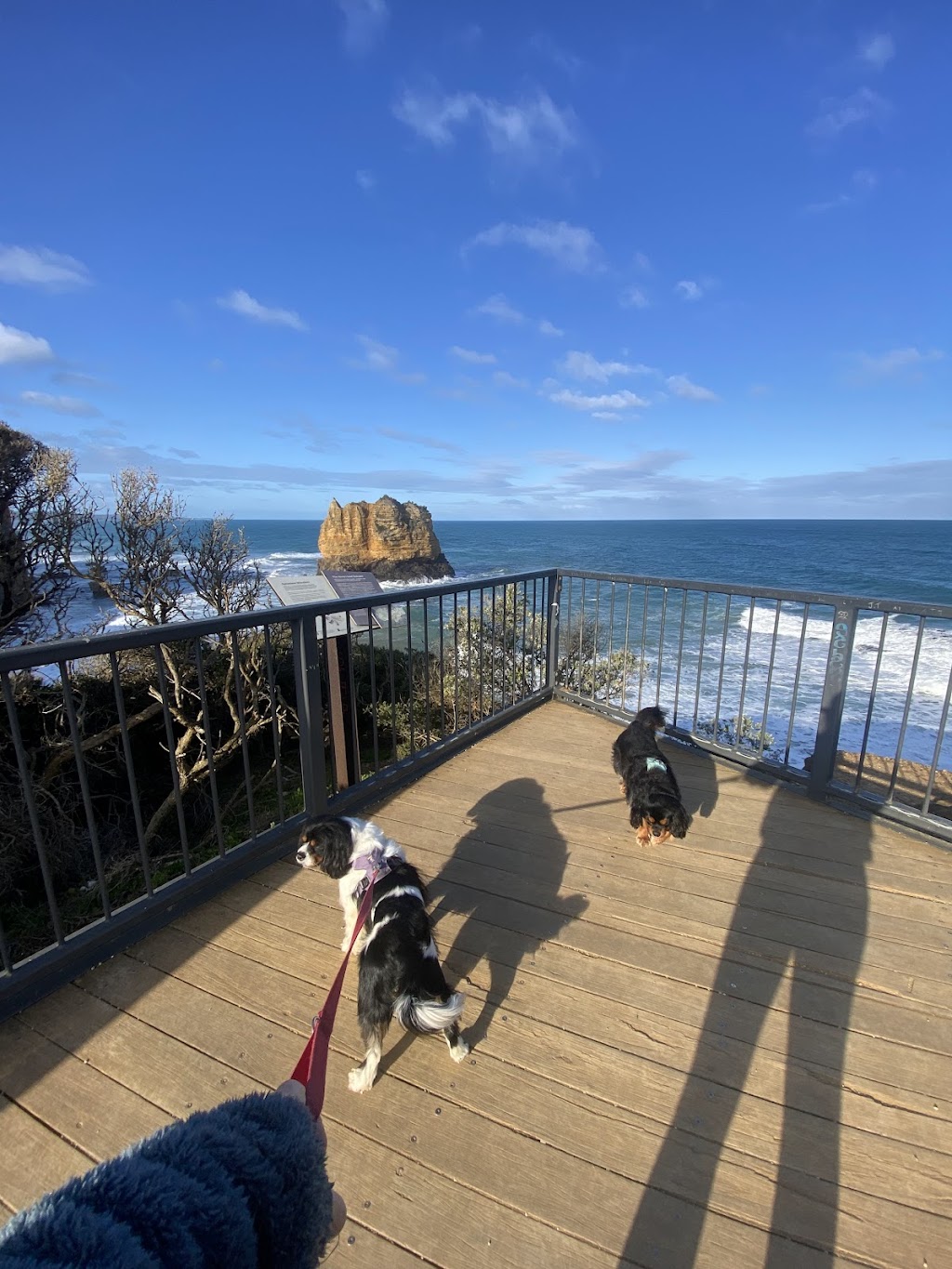 Surfcoast DOG WALKING | 24 Gilbert St, Aireys Inlet VIC 3231, Australia | Phone: 0459 326 422